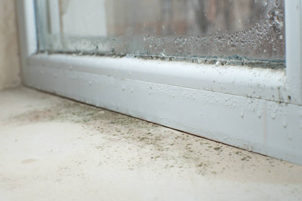 Trusted Honesdale, PA Mold Removal Experts